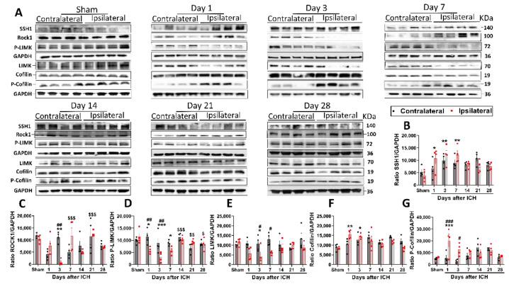 https://cdn.ncbi.nlm.nih.gov/pmc/blobs/96b4/10137307/75a5a55b4ac2/cells-12-01153-g003.jpg