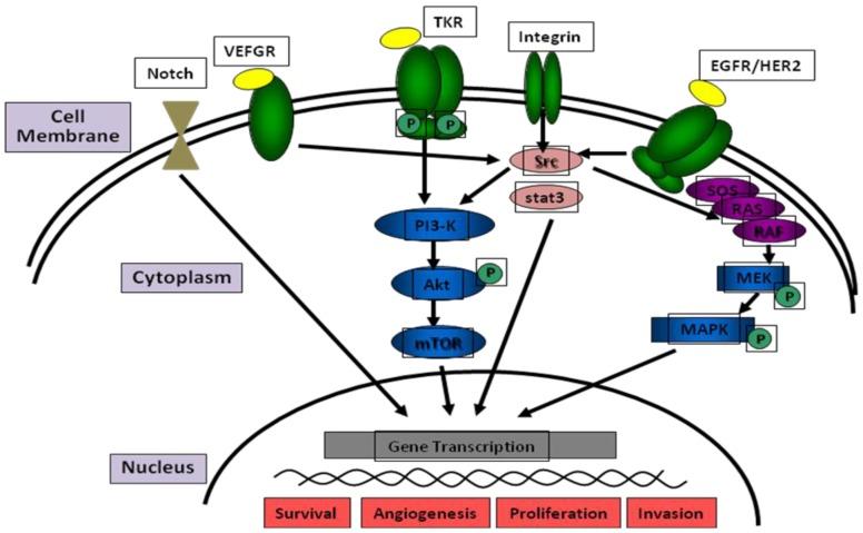https://cdn.ncbi.nlm.nih.gov/pmc/blobs/96b4/4810111/0483d76d8cdb/cancers-08-00027-g003.jpg