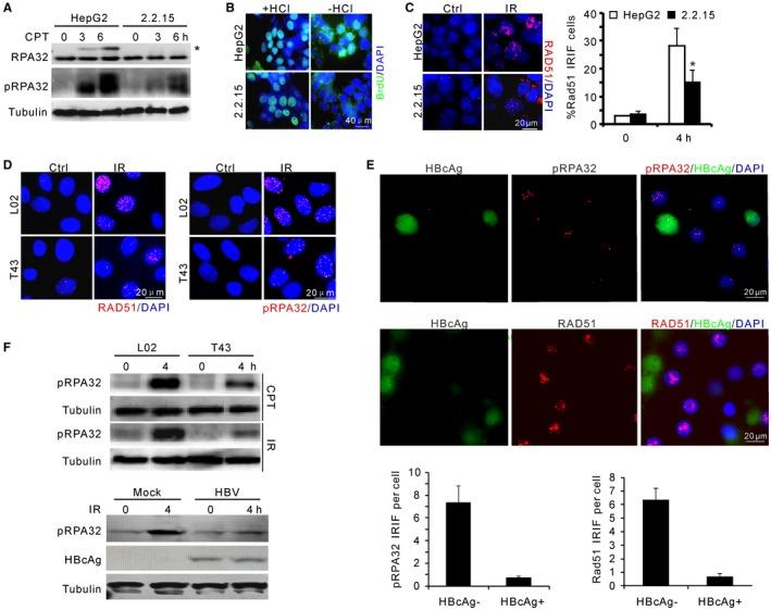 https://cdn.ncbi.nlm.nih.gov/pmc/blobs/96b5/6618260/07bb1626f50c/HEP-69-2546-g001.jpg