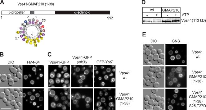 https://cdn.ncbi.nlm.nih.gov/pmc/blobs/96b9/2983053/3241f4272b61/JCB_201004092_RGB_Fig4.jpg