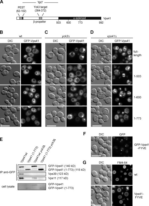 https://cdn.ncbi.nlm.nih.gov/pmc/blobs/96b9/2983053/328a425d3b9f/JCB_201004092_GS_Fig2.jpg
