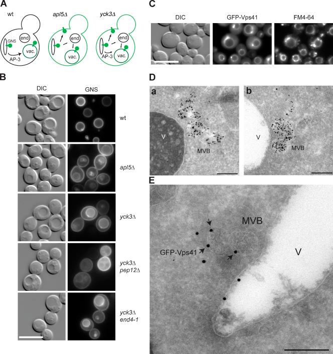 https://cdn.ncbi.nlm.nih.gov/pmc/blobs/96b9/2983053/3a85ded668af/JCB_201004092R_RGB_Fig1.jpg