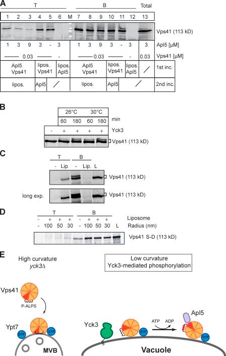 https://cdn.ncbi.nlm.nih.gov/pmc/blobs/96b9/2983053/cc283267578c/JCB_201004092_RGB_Fig6.jpg