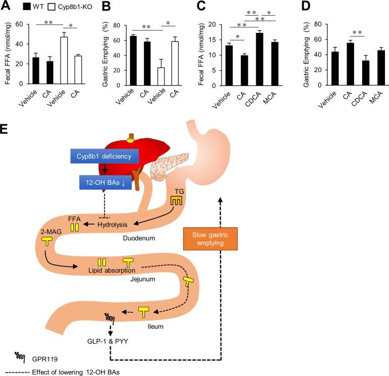 https://cdn.ncbi.nlm.nih.gov/pmc/blobs/96b9/7456732/8904540742cd/gutjnl-2019-319693f07.jpg