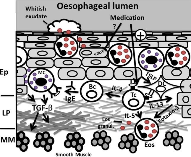 https://cdn.ncbi.nlm.nih.gov/pmc/blobs/96ba/4495666/d622e2b05ca4/postgradmedj-2012-131403f02.jpg