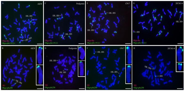 https://cdn.ncbi.nlm.nih.gov/pmc/blobs/96bc/9414614/3c374dacf181/plants-11-02117-g005.jpg