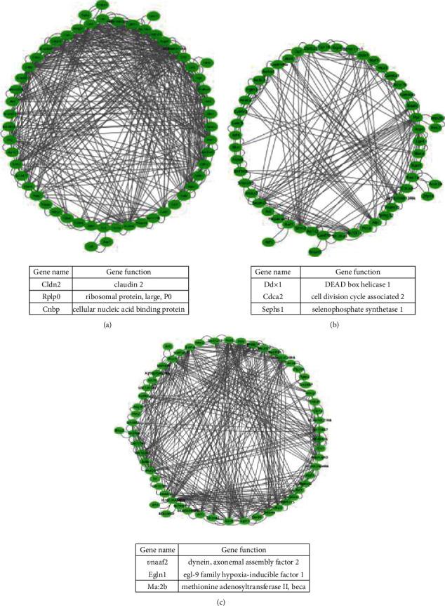 https://cdn.ncbi.nlm.nih.gov/pmc/blobs/96c7/8164540/c1ef3dc9b99e/BMRI2021-9919080.006.jpg