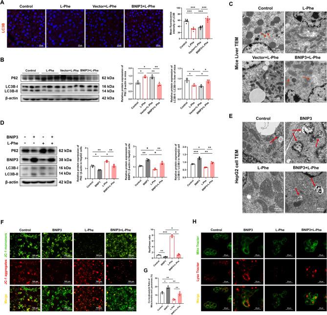 https://cdn.ncbi.nlm.nih.gov/pmc/blobs/96ca/12207805/09afbcbdb119/10020_2025_1303_Fig6_HTML.jpg