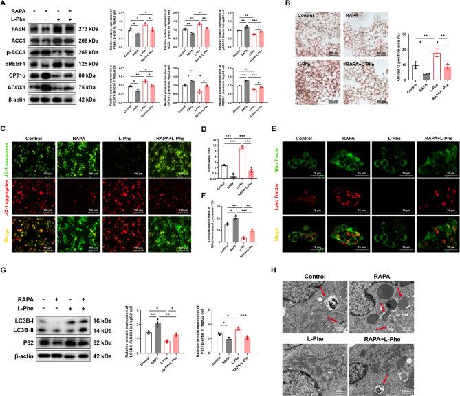 https://cdn.ncbi.nlm.nih.gov/pmc/blobs/96ca/12207805/627e11597088/10020_2025_1303_Fig4_HTML.jpg