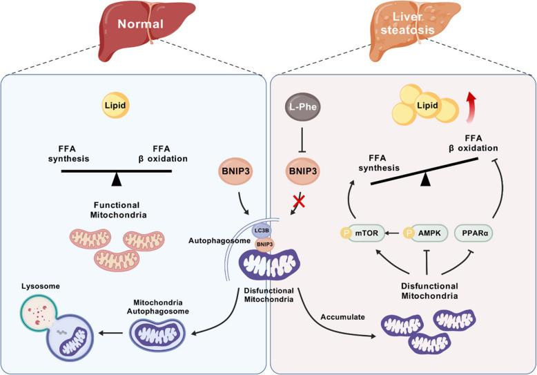 https://cdn.ncbi.nlm.nih.gov/pmc/blobs/96ca/12207805/786ac742384b/10020_2025_1303_Fig8_HTML.jpg