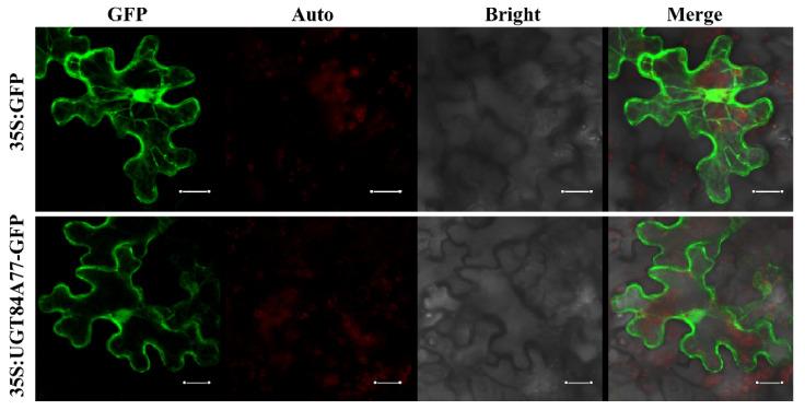 https://cdn.ncbi.nlm.nih.gov/pmc/blobs/96ca/8347697/09b008cc226d/molecules-26-04650-g006.jpg