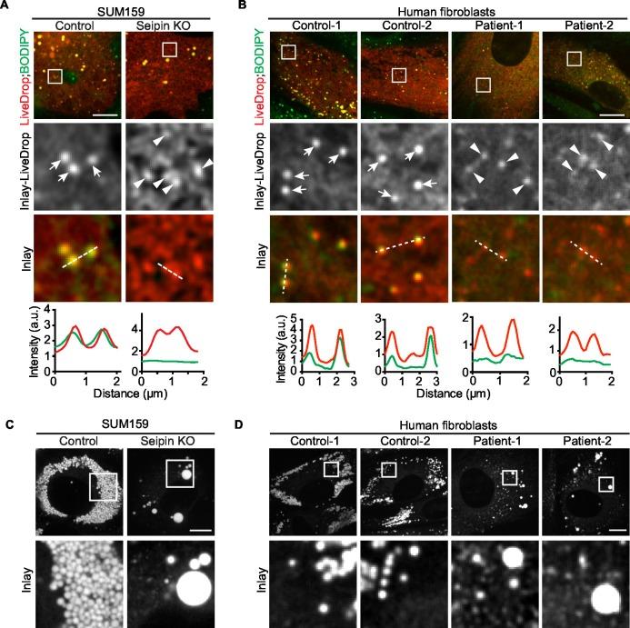 https://cdn.ncbi.nlm.nih.gov/pmc/blobs/96d1/5035145/36cbd266d104/elife-16582-fig3.jpg