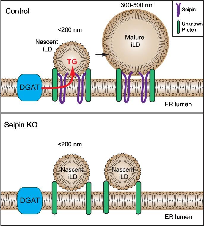 https://cdn.ncbi.nlm.nih.gov/pmc/blobs/96d1/5035145/7cfcc95842cd/elife-16582-fig9.jpg