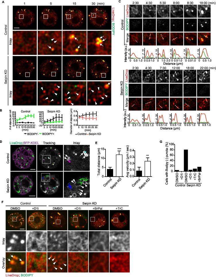 https://cdn.ncbi.nlm.nih.gov/pmc/blobs/96d1/5035145/e74fe3f79e33/elife-16582-fig2.jpg