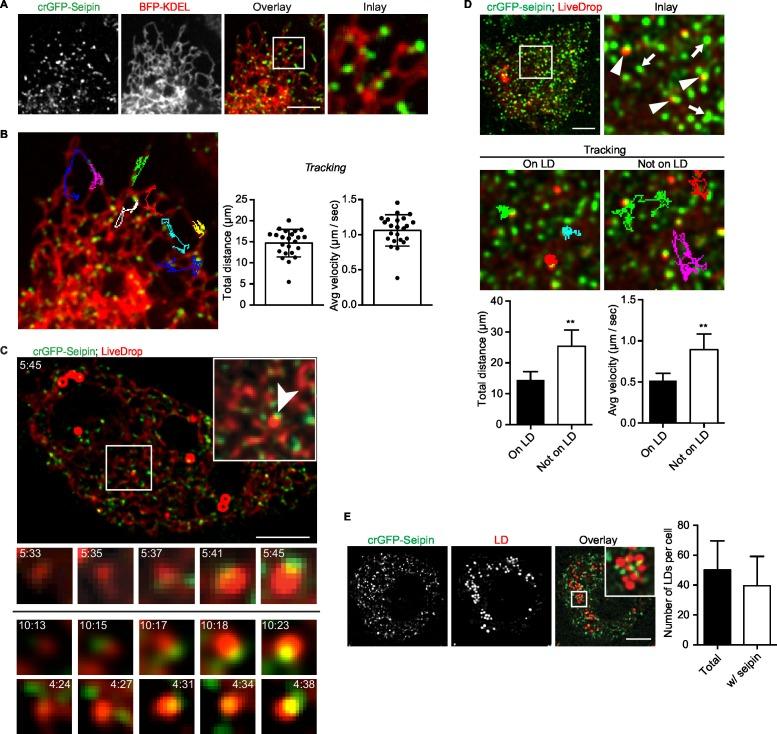 https://cdn.ncbi.nlm.nih.gov/pmc/blobs/96d1/5035145/efbe316aaa34/elife-16582-fig6.jpg