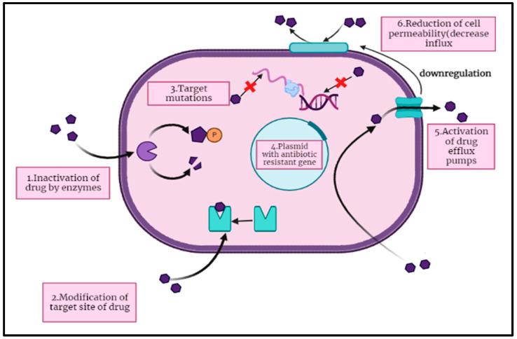 https://cdn.ncbi.nlm.nih.gov/pmc/blobs/96d2/10675245/a27dc1b7ce47/pharmaceuticals-16-01615-g001.jpg