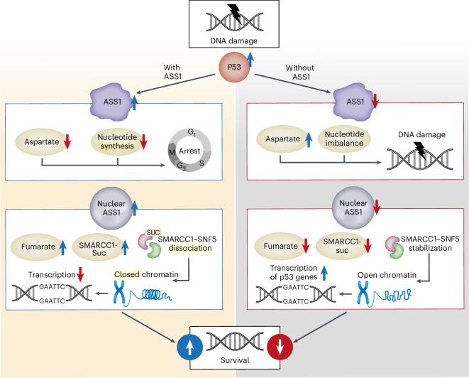 https://cdn.ncbi.nlm.nih.gov/pmc/blobs/96d3/11272581/001598f66e95/42255_2024_1060_Fig5_HTML.jpg