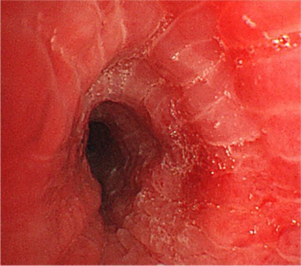 https://cdn.ncbi.nlm.nih.gov/pmc/blobs/96d4/10069111/e2870068ea21/12890_2023_2400_Fig3_HTML.jpg