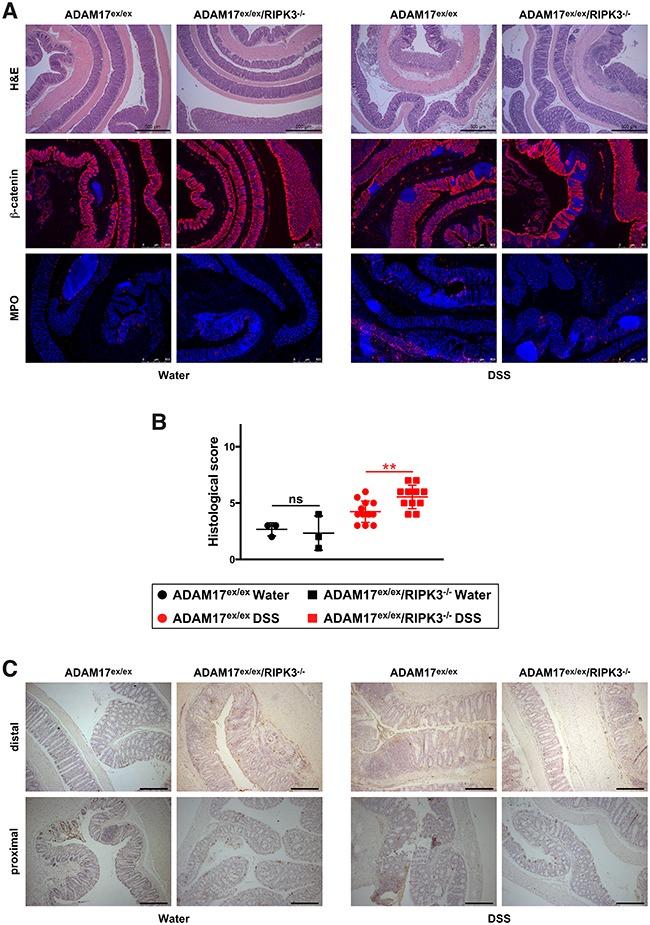 https://cdn.ncbi.nlm.nih.gov/pmc/blobs/96d4/5849186/b4b48839accc/oncotarget-09-12941-g005.jpg