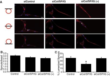 https://cdn.ncbi.nlm.nih.gov/pmc/blobs/96d5/3192859/6c1689ffae5f/3791fig4.jpg