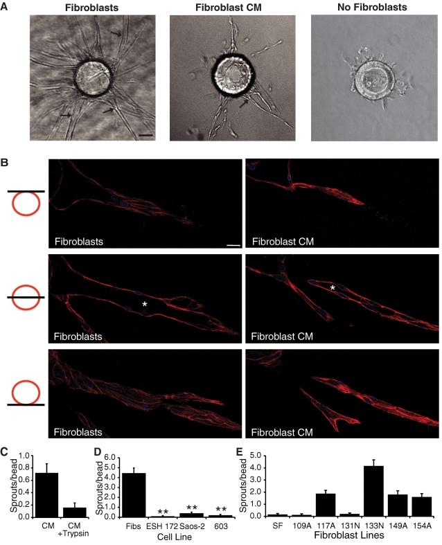 https://cdn.ncbi.nlm.nih.gov/pmc/blobs/96d5/3192859/d3a3fe79f7b0/3791fig1.jpg
