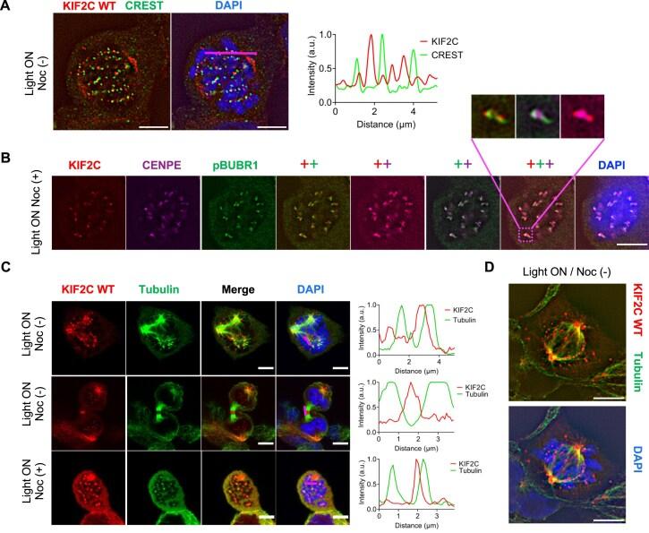 https://cdn.ncbi.nlm.nih.gov/pmc/blobs/96db/12153341/3e52750c499a/gkaf476fig7.jpg