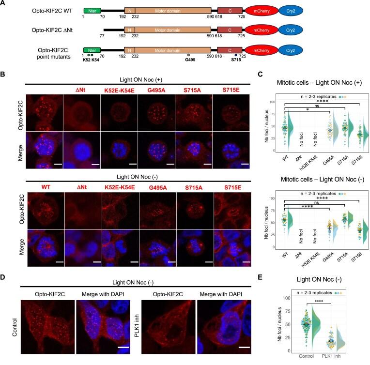 https://cdn.ncbi.nlm.nih.gov/pmc/blobs/96db/12153341/621cb484f230/gkaf476fig5.jpg