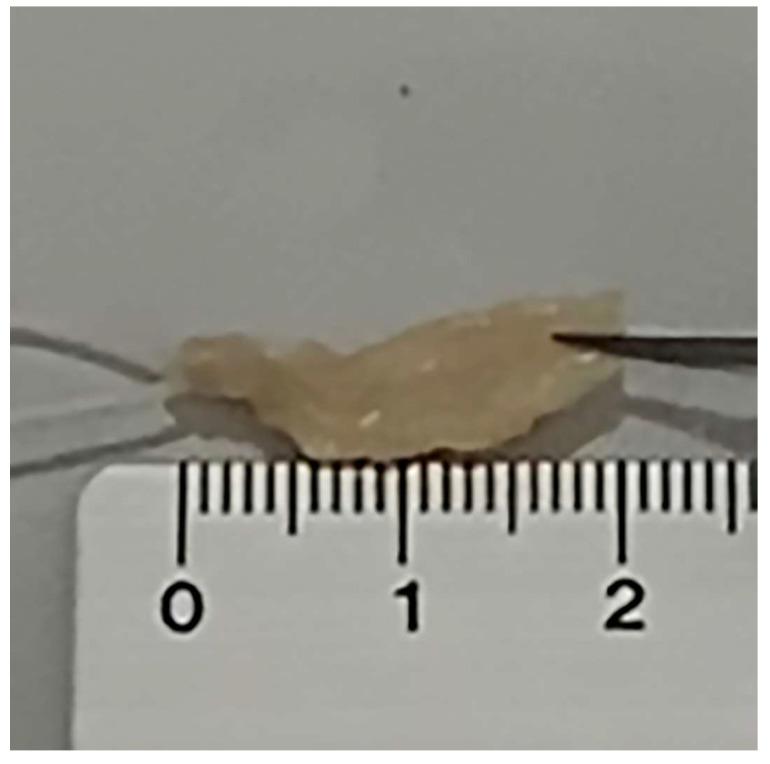 https://cdn.ncbi.nlm.nih.gov/pmc/blobs/96dd/10535615/6ce4b5bb8236/medicina-59-01510-g001.jpg