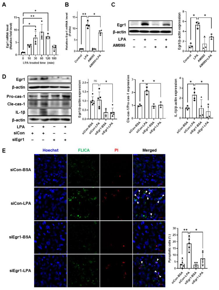 https://cdn.ncbi.nlm.nih.gov/pmc/blobs/96de/10298531/180f981bd6c4/ijms-24-09968-g004.jpg