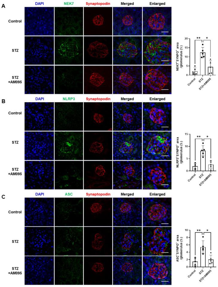 https://cdn.ncbi.nlm.nih.gov/pmc/blobs/96de/10298531/4fd8efd6fa67/ijms-24-09968-g002.jpg