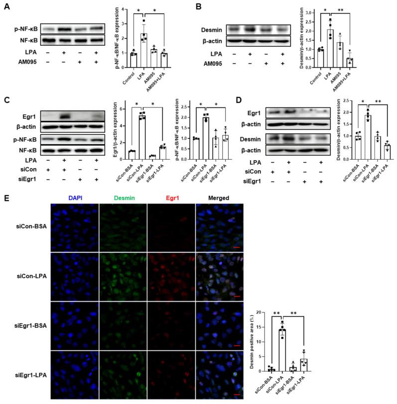 https://cdn.ncbi.nlm.nih.gov/pmc/blobs/96de/10298531/c7116d7972b2/ijms-24-09968-g005.jpg
