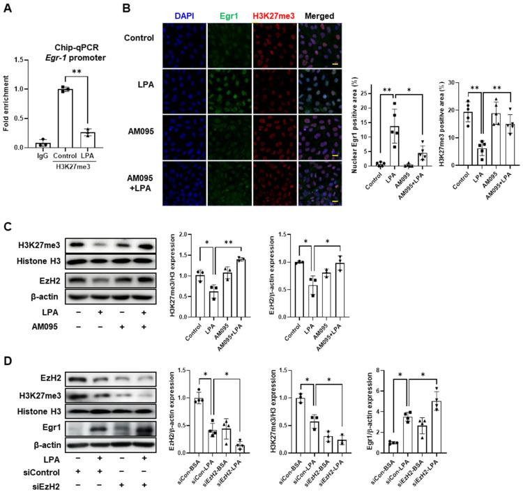 https://cdn.ncbi.nlm.nih.gov/pmc/blobs/96de/10298531/dc4fa7fbdedb/ijms-24-09968-g006.jpg