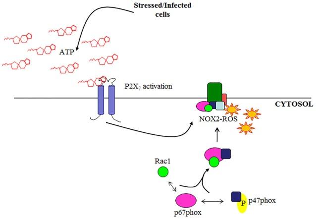 https://cdn.ncbi.nlm.nih.gov/pmc/blobs/96de/5495830/a5e6c52778b0/fcimb-07-00291-g0001.jpg