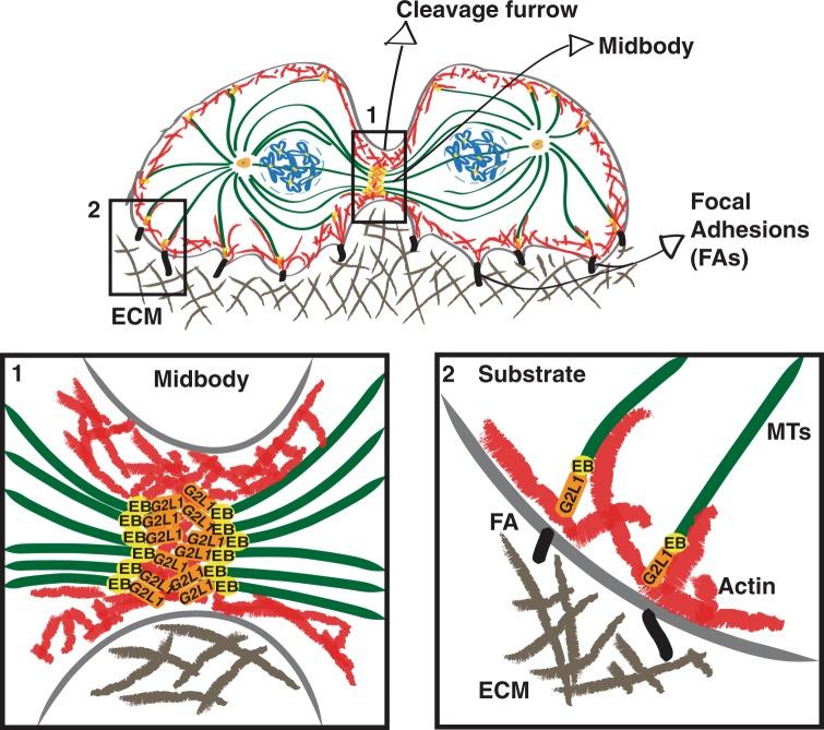 https://cdn.ncbi.nlm.nih.gov/pmc/blobs/96e0/6456587/8497de1f0d23/41598_2019_42242_Fig5_HTML.jpg