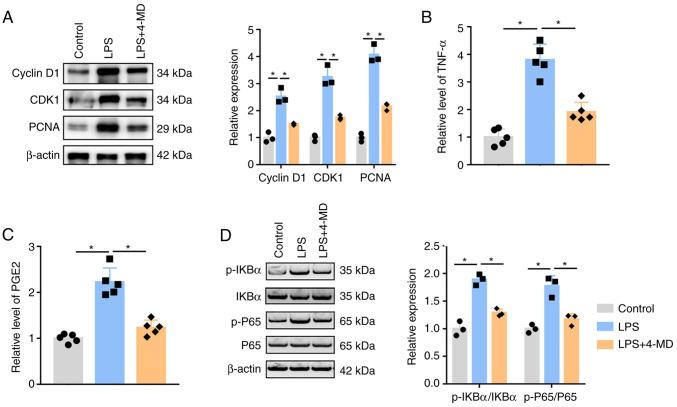 https://cdn.ncbi.nlm.nih.gov/pmc/blobs/96e3/9868687/a0ec3f2ec305/or-49-02-08479-g03.jpg