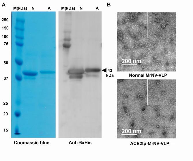 https://cdn.ncbi.nlm.nih.gov/pmc/blobs/96e6/11682422/6cd779c0d7d5/41598_2024_83024_Fig2_HTML.jpg