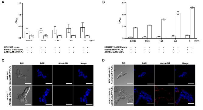 https://cdn.ncbi.nlm.nih.gov/pmc/blobs/96e6/11682422/7750e821f4e3/41598_2024_83024_Fig3_HTML.jpg