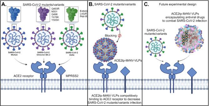 https://cdn.ncbi.nlm.nih.gov/pmc/blobs/96e6/11682422/97a90b802c3a/41598_2024_83024_Fig6_HTML.jpg