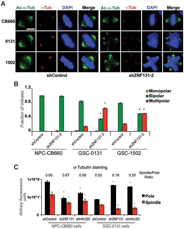 https://cdn.ncbi.nlm.nih.gov/pmc/blobs/96e7/5564707/1a63d338e6ff/oncotarget-08-48545-g003.jpg