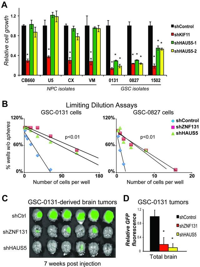 https://cdn.ncbi.nlm.nih.gov/pmc/blobs/96e7/5564707/b802f8b84e06/oncotarget-08-48545-g007.jpg