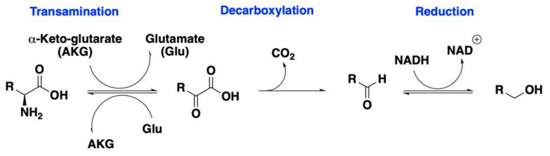 https://cdn.ncbi.nlm.nih.gov/pmc/blobs/96e8/10254294/a18a87ba65d3/molecules-28-04419-g006.jpg