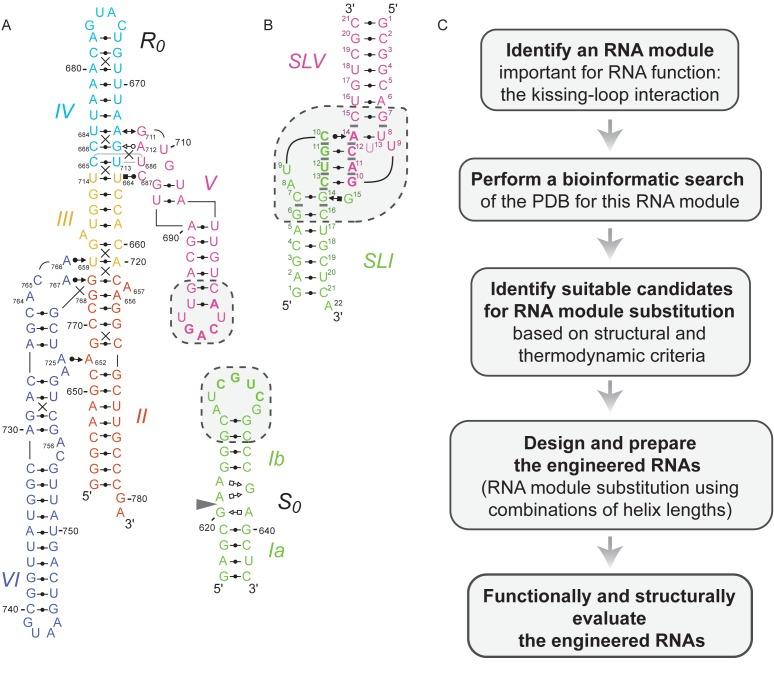 https://cdn.ncbi.nlm.nih.gov/pmc/blobs/96e9/5001590/21331074414c/gkw401fig1.jpg
