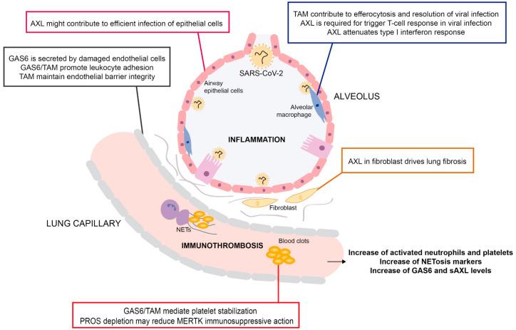 https://cdn.ncbi.nlm.nih.gov/pmc/blobs/96e9/7601762/8fa15b6aced2/cells-09-02186-g003.jpg