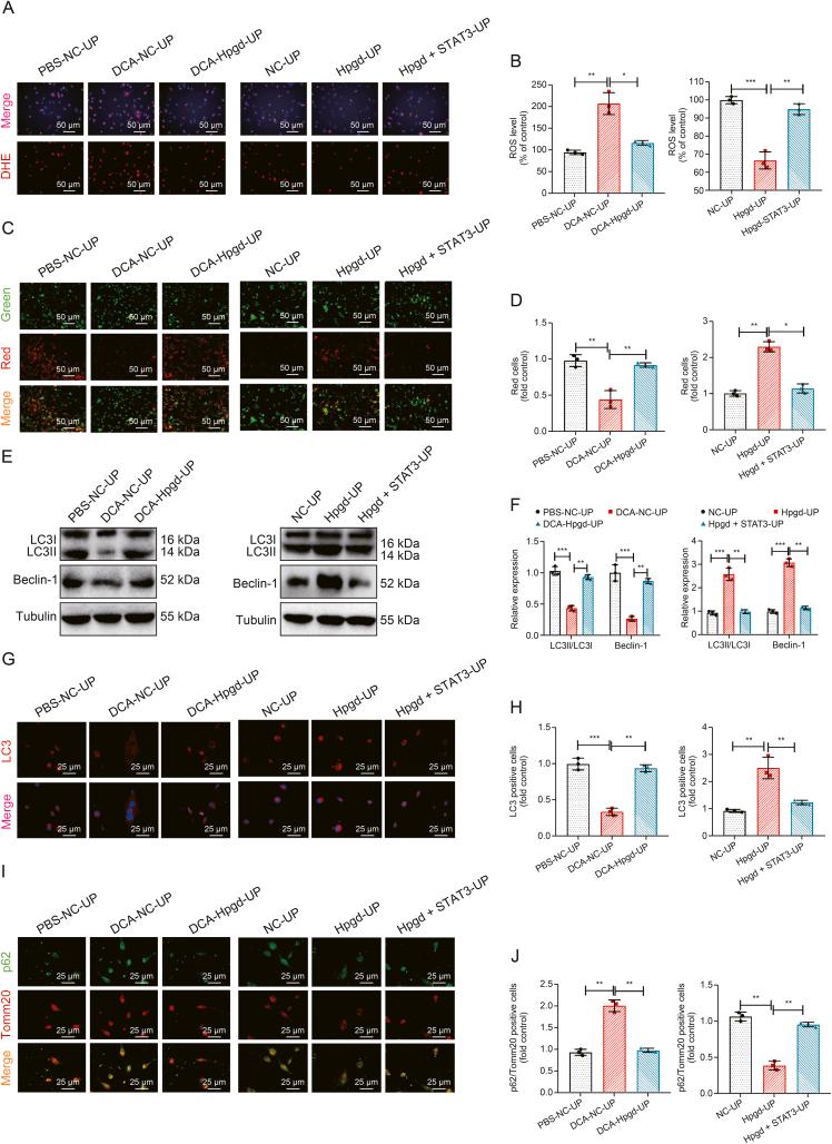 https://cdn.ncbi.nlm.nih.gov/pmc/blobs/96eb/12104701/33344255062f/gr12.jpg