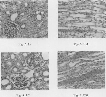 https://cdn.ncbi.nlm.nih.gov/pmc/blobs/96ed/1365520/c06d754fe759/jphysiol01114-0174-a.jpg