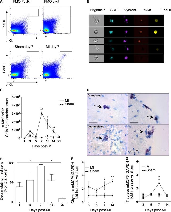 https://cdn.ncbi.nlm.nih.gov/pmc/blobs/96ef/4925026/2c0c7a7fcb21/JEM_20160081_Fig1.jpg