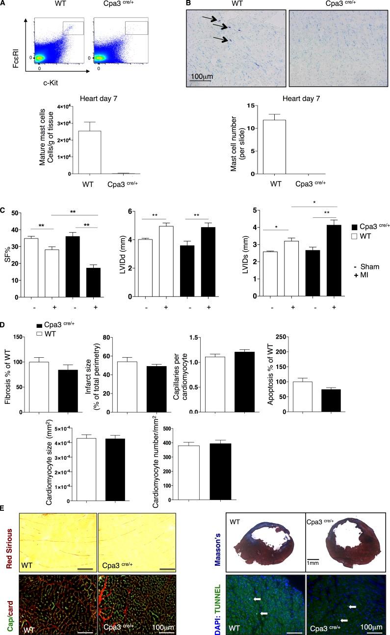 https://cdn.ncbi.nlm.nih.gov/pmc/blobs/96ef/4925026/905e9e9b3bb9/JEM_20160081_Fig3.jpg