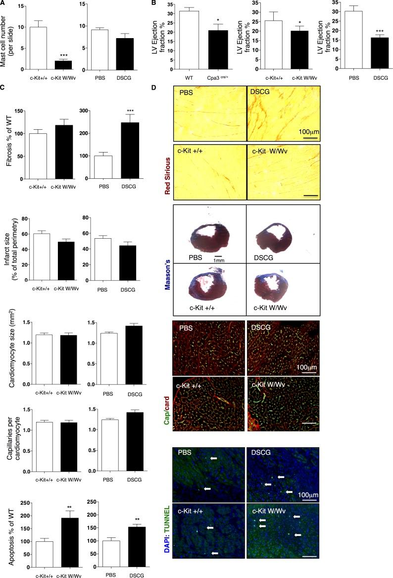 https://cdn.ncbi.nlm.nih.gov/pmc/blobs/96ef/4925026/c07d69e0aa2b/JEM_20160081_Fig5.jpg