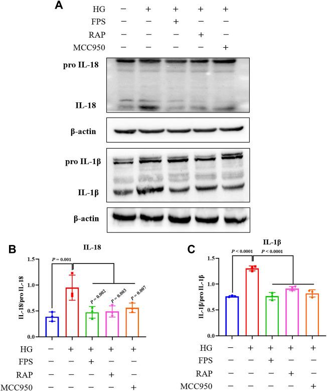 https://cdn.ncbi.nlm.nih.gov/pmc/blobs/96ef/8972405/a64c8ec39be0/fphar-13-790937-g012.jpg