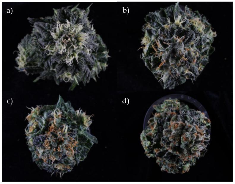 https://cdn.ncbi.nlm.nih.gov/pmc/blobs/96f2/12114869/fa65e4610a96/plants-14-01532-g001.jpg